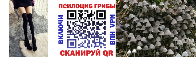 Псилоцибиновые грибы Psilocybine cubensis  Хабаровск 